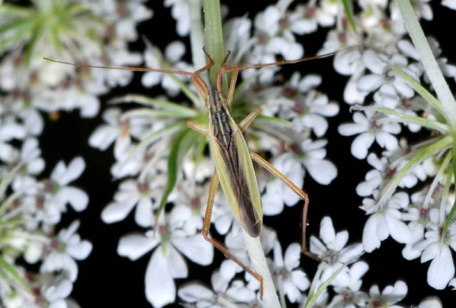 Miridae dell''Emilia (MO)_Notostira sp. e Trigonotylus